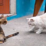 era vs fip
